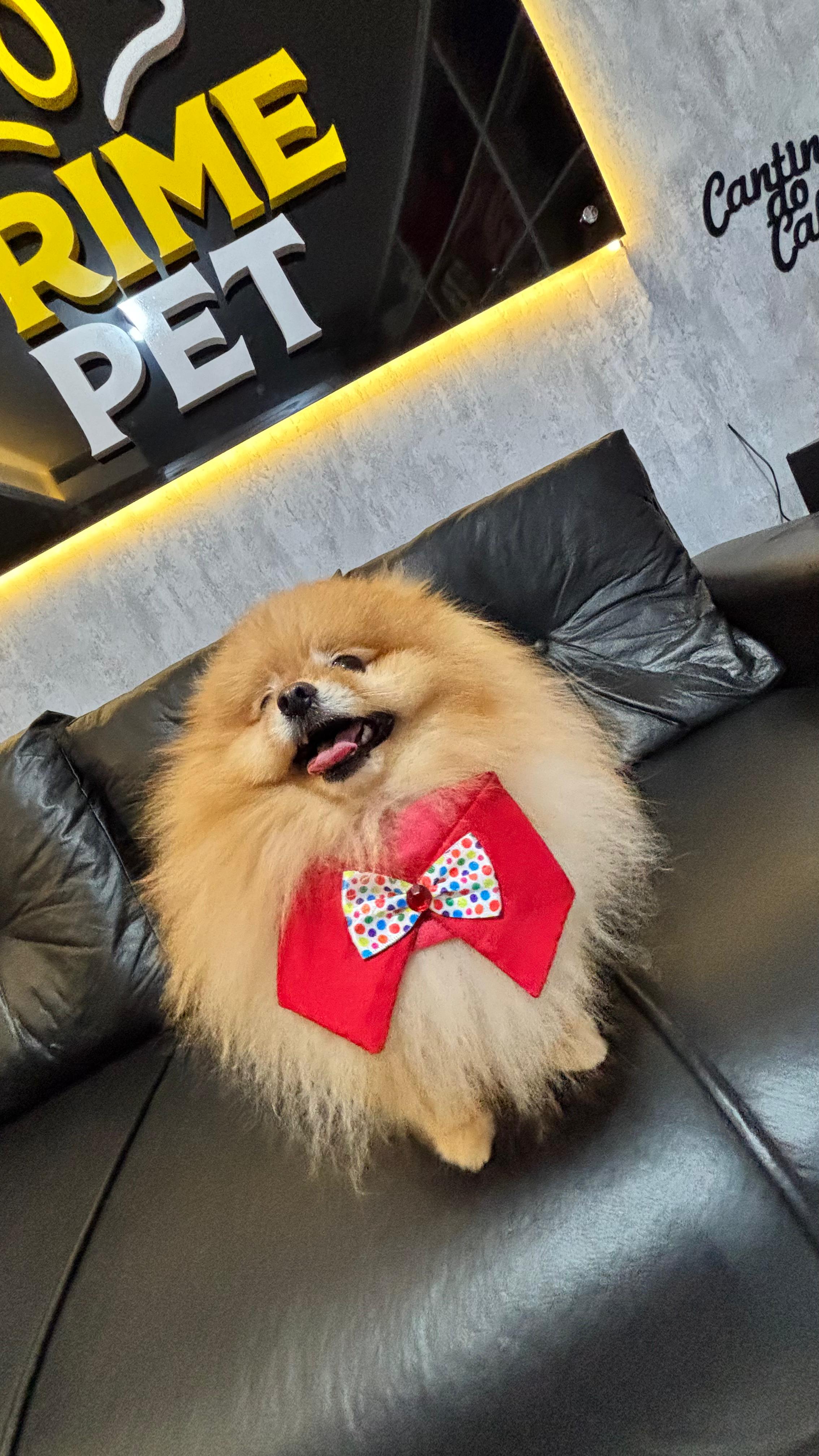 Cachorro depois do banho na Primepet