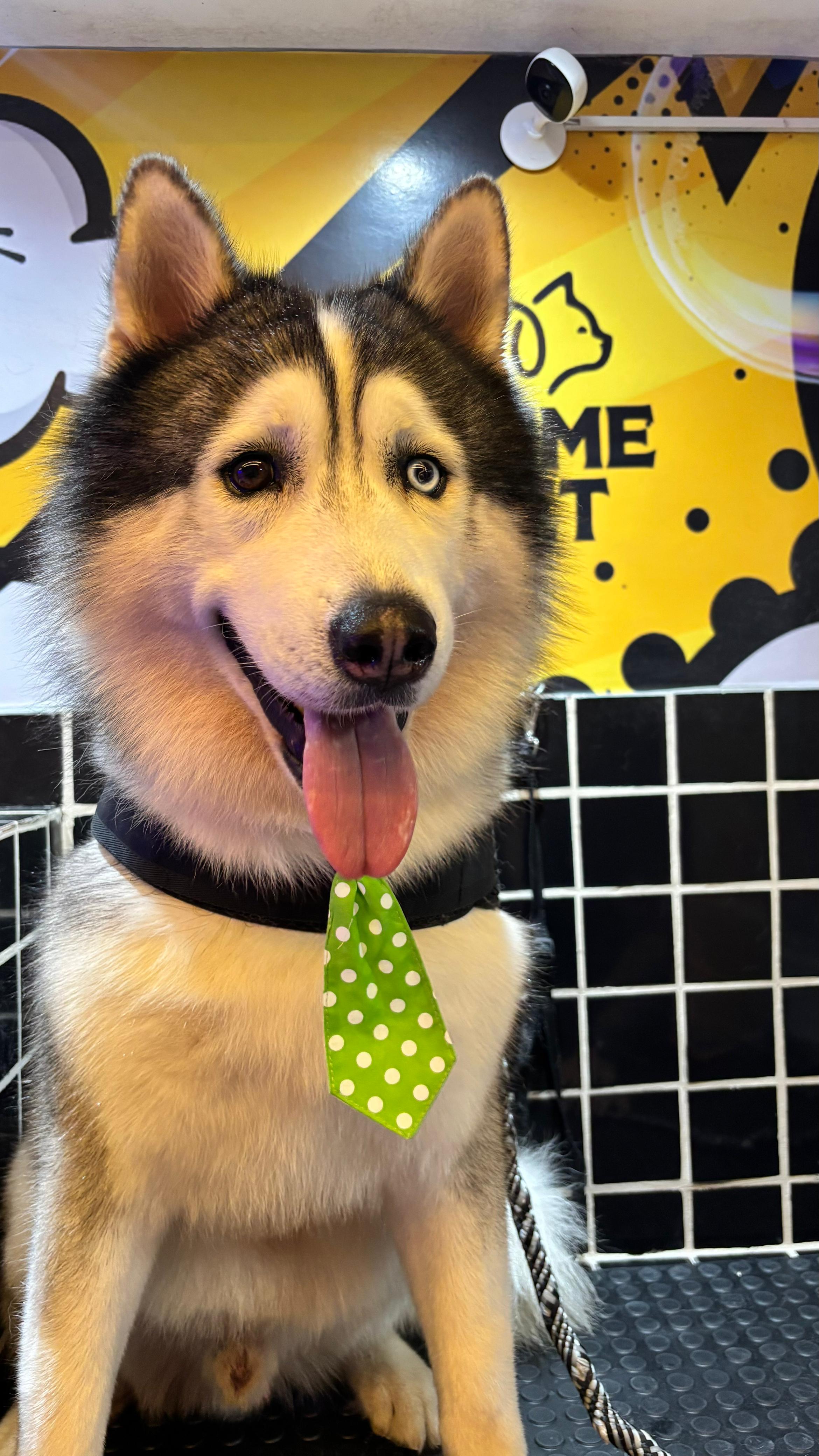 Cachorro arrumado na Primepet