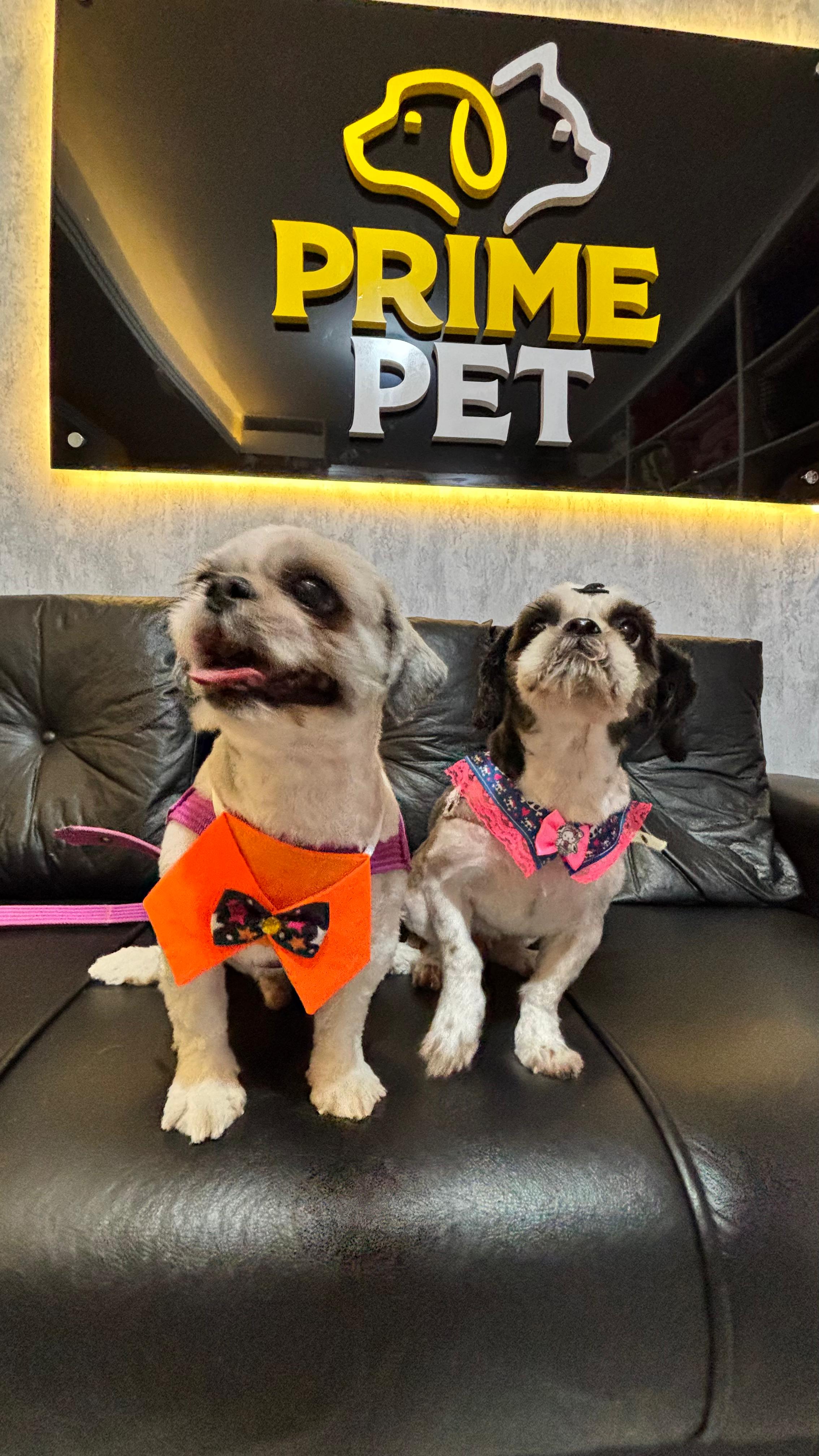 Cachorro feliz na Primepet