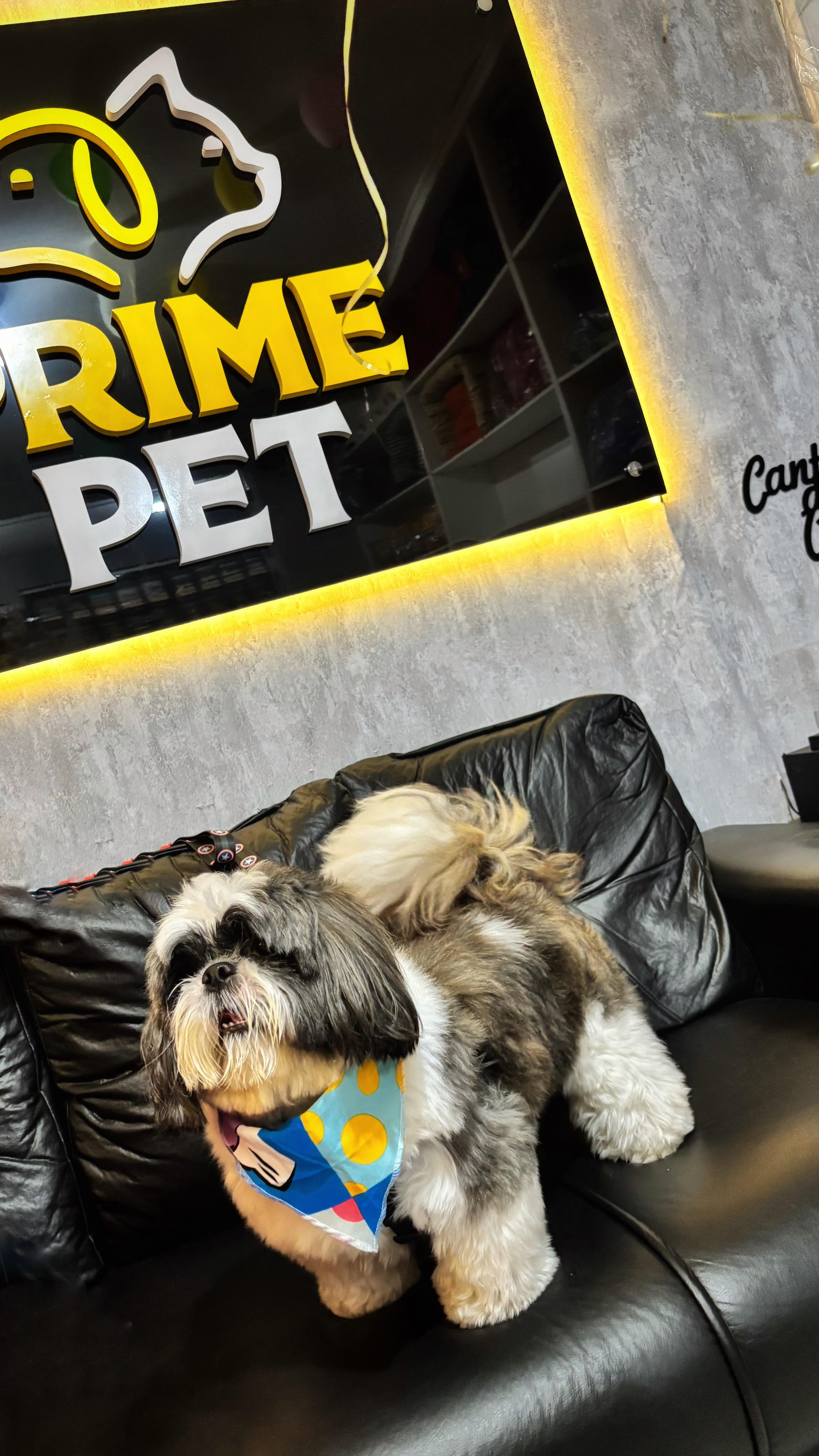 Cachorro após banho na Primepet