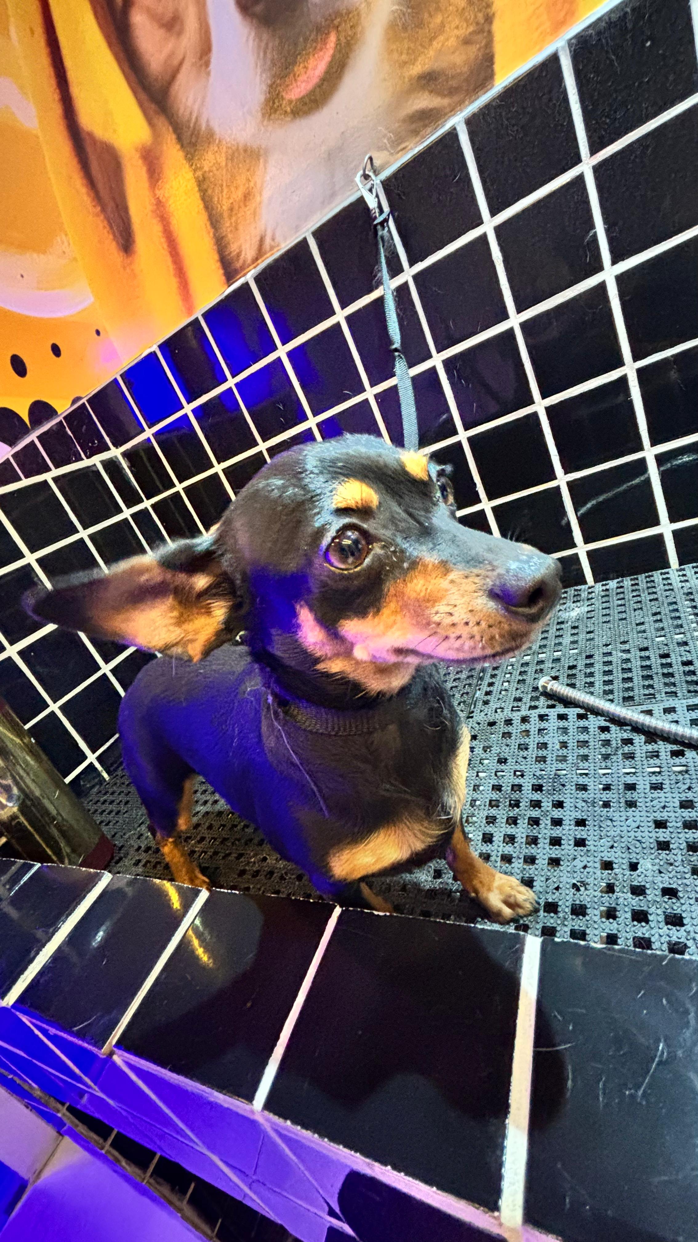 Cachorro tosado no sofá da Primepet