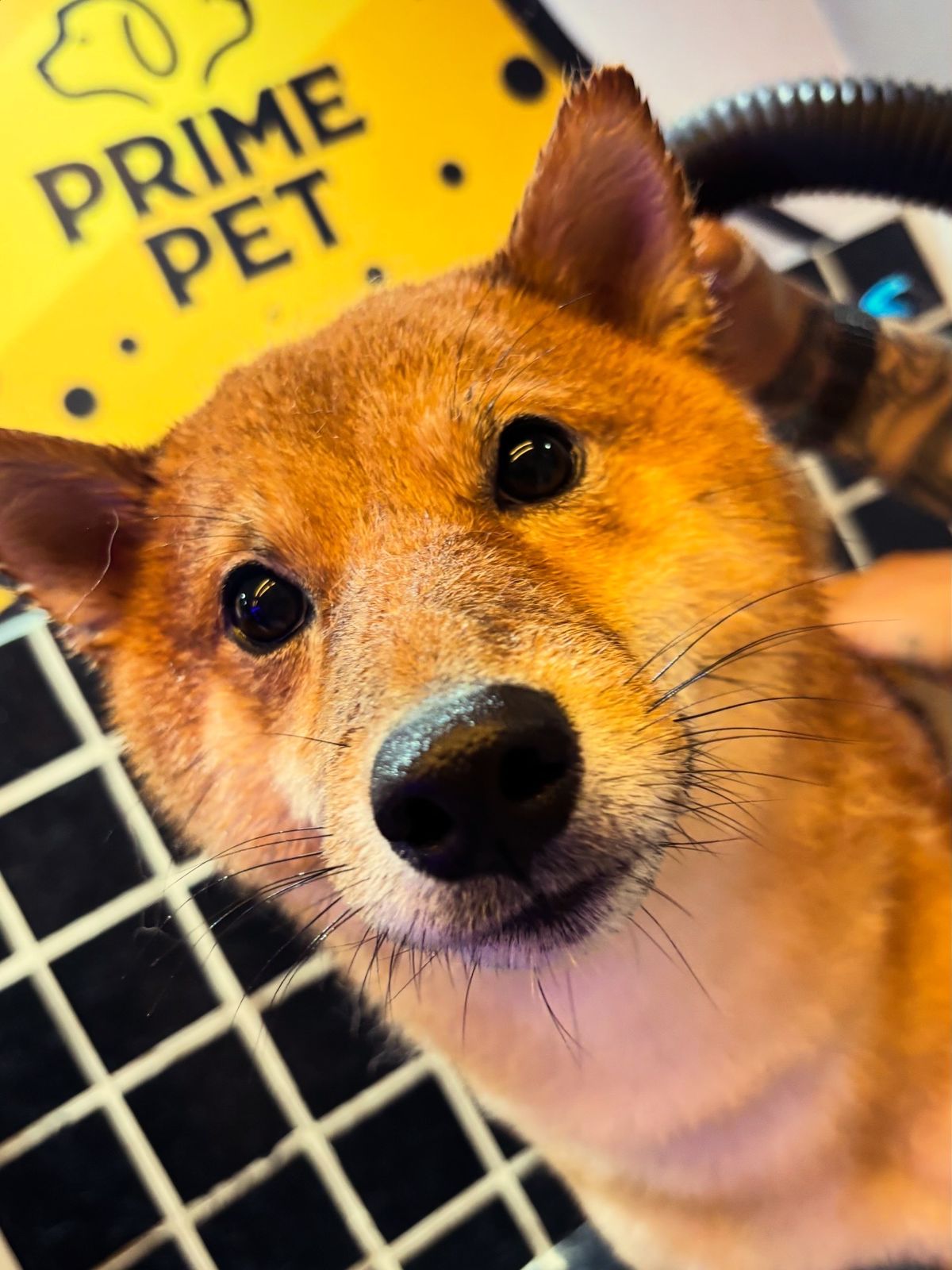 Cachorro na guia na Primepet