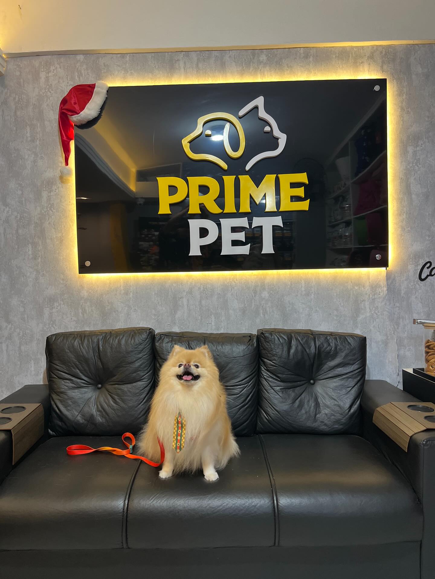 Cachorro estiloso na Primepet